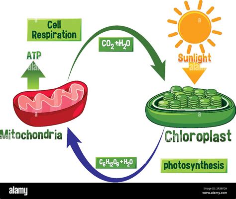 Photosynthesis Vs Respiration Answer Key