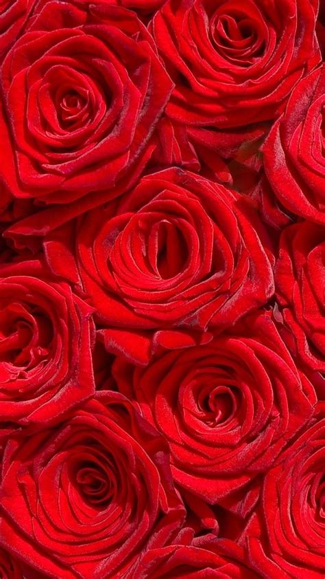 Red roses, flowers, red roses, HD phone wallpaper | Peakpx