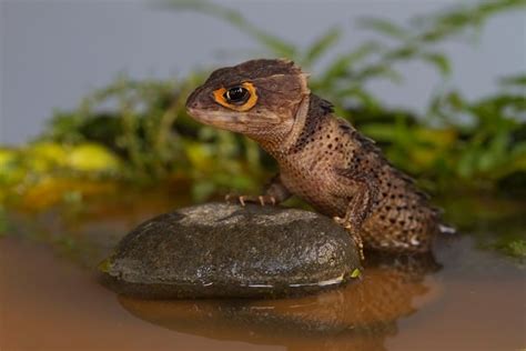 Red-Eyed Crocodile Skink Care, Habitat, & Diet Guide for Pet Owners