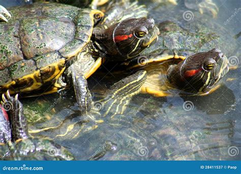 Turtles Mating Royalty Free Stock Photography - Image: 28411537