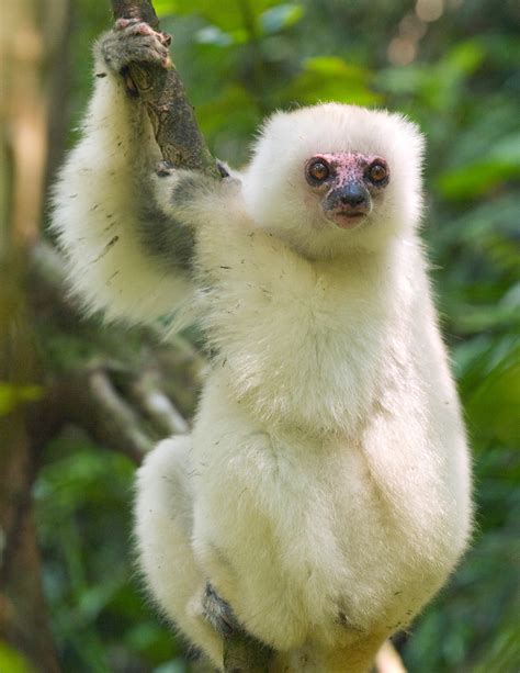 Silky Sifaka Conservation - Home | Facebook