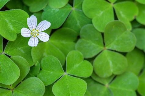 Go Plant Shamrocks Today! - Plantscapers