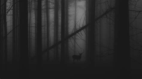 Dark Forest Fog Wallpapers - Top Free Dark Forest Fog Backgrounds ...