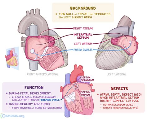 Interventricular Septum Histology