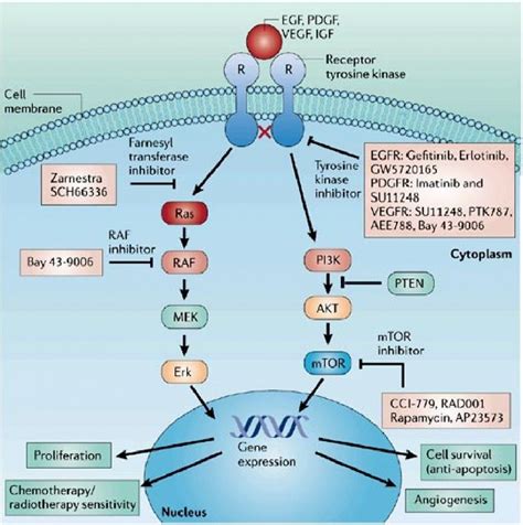 TYROSINE KINASE | AP biology | Pinterest | Ap biology