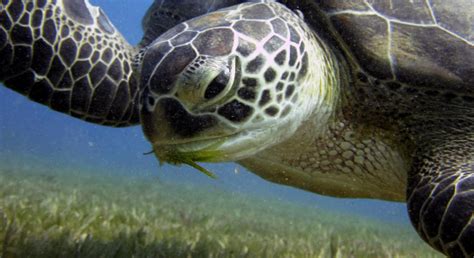 how do Plastic Straws Kill Turtles?