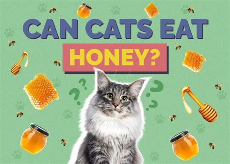 Can Cats Eat Honey? Our Vet Answers! | Hepper