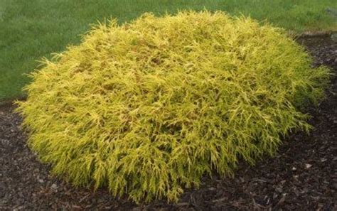 Kings Gold Mop Cypress-Dwarf Golden Yellow Foliage, With Thread Like ...