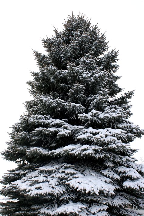 Pine Tree Coated with Snow Picture | Free Photograph | Photos Public Domain