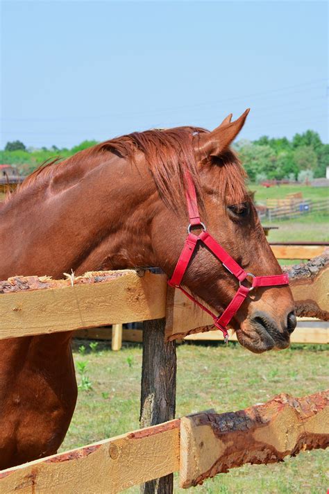 Farm Mammal Animal Rural - Free photo on Pixabay - Pixabay