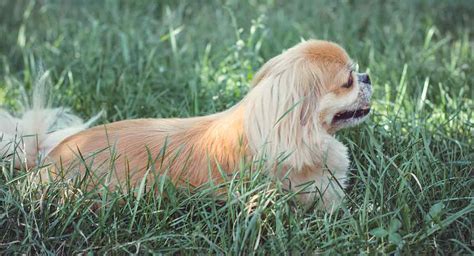 Bichon Pekingese Mix Puppies - Puppy And Pets