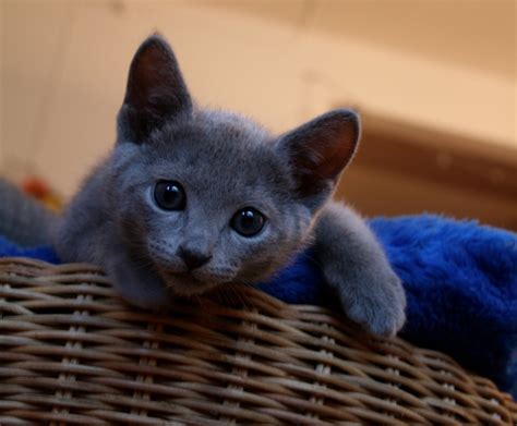 Russian Blue kittens for sale - Russian Blue Love