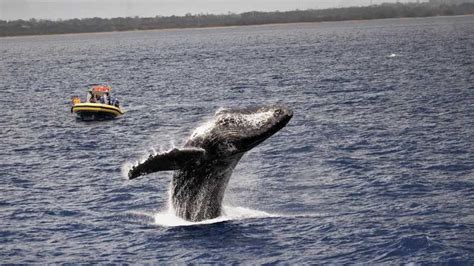 Lahaina: Day or Sunset Whale Watching Tour with Naturalist | GetYourGuide