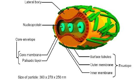 Poxvirus showing brick shaped structure and different components ...