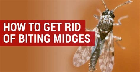 Jopestkil Kenya Expert Midges and Sandflies Control Services