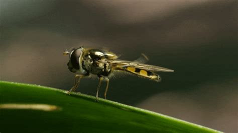 160 Years Later, Study Shows Charles Darwin Was Right About Why Insects ...