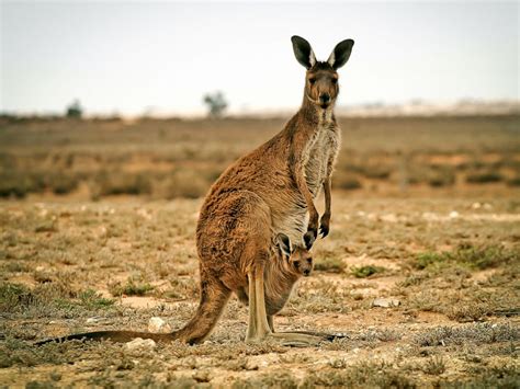 19-year-old charged in massacre of up to 20 kangaroos in Australia ...