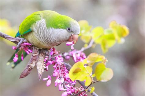 Monk Parakeet - Interesting Facts You Need to Know