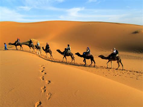 Desert Camel Wallpapers - Top Free Desert Camel Backgrounds ...