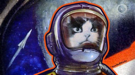 Astronaut cat