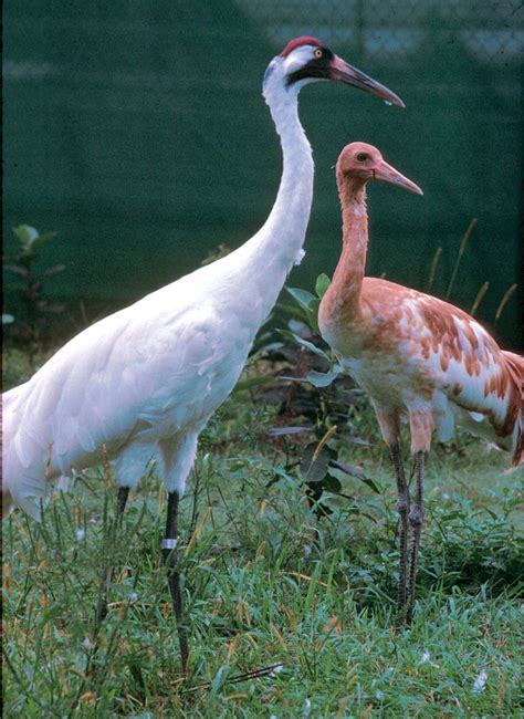 Dallas Man Convicted and Fined for Killing Whooping Crane « Whooping ...