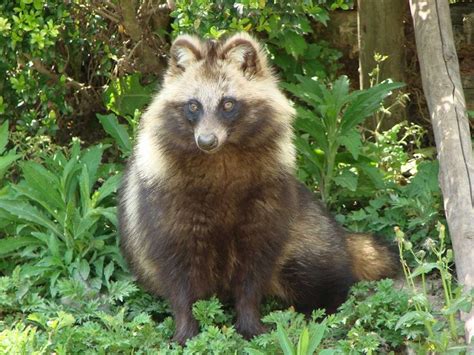 1000+ images about Tanuki on Pinterest | Raccoons, Dogs and Wall paintings