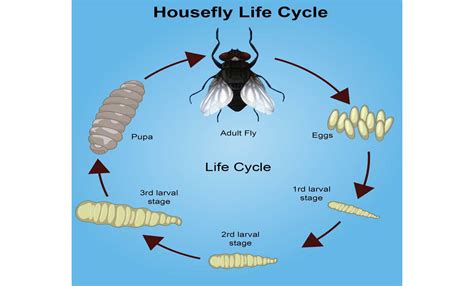 Housefly Life Cycle: Various Stages Of Development