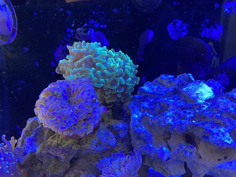 The Ultimate Hammer Coral Care Guide | Reef Tank Advisor