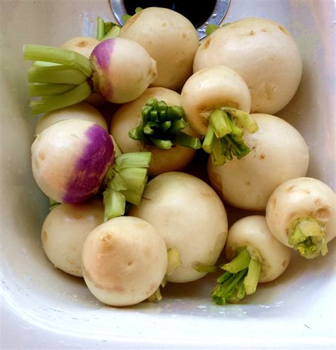 What’s cooking? Turnips! | Westbury Community Garden