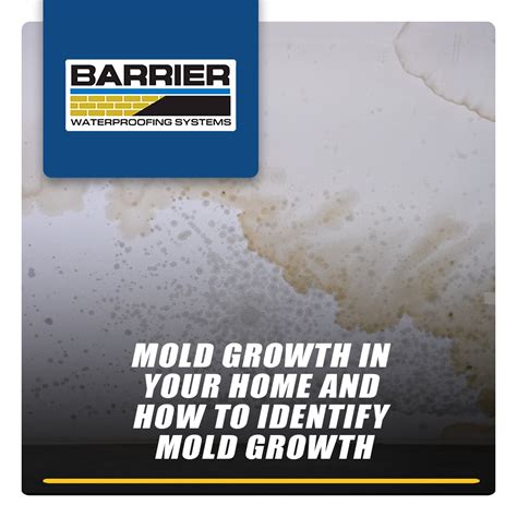 Mold Growth In Your Home and How To Identify Mold Growth – Barrier ...