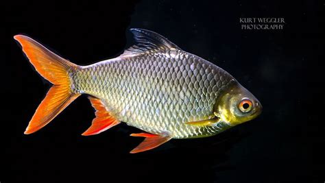 Tinfoil Barb | Aquarium fish, Freshwater aquarium fish, Freshwater fish