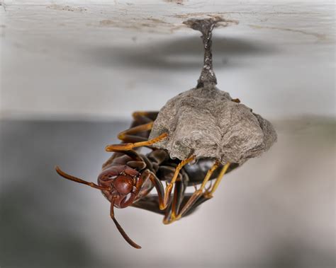 Paper Wasp Nest Identification