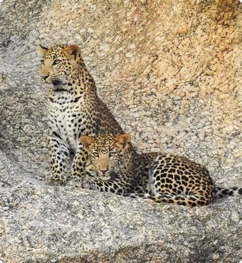 Leopard Safari in Jawai Rajasthan | Jawai Leopard Safari