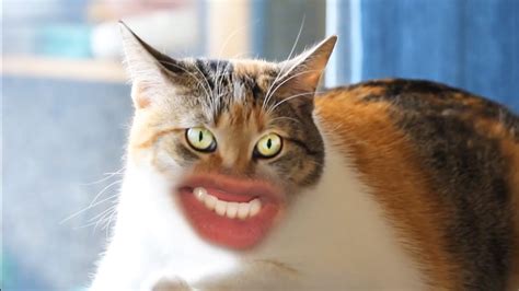 Cat With Big Lips Meme - Infoupdate.org