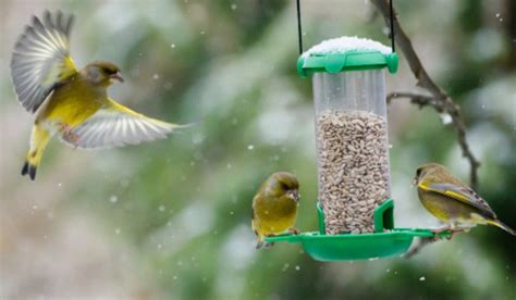 Bird Feeder Hanging Ideas for Your Garden