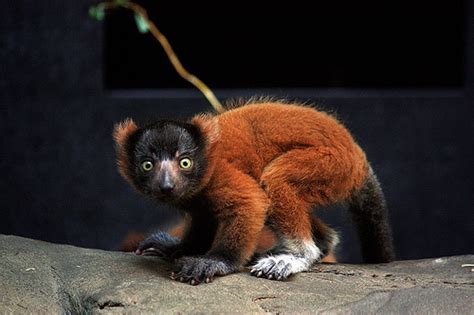 Red Ruffed Lemur Facts, Diet, Habitat, Pictures