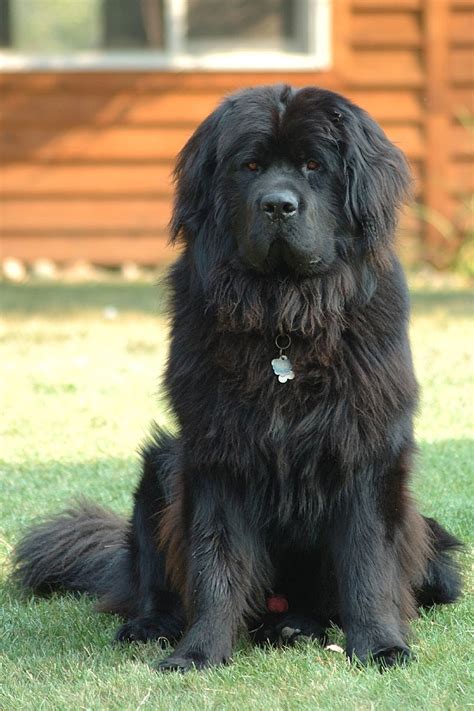 Newfoundland dog - Simple English Wikipedia, the free encyclopedia