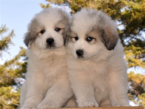 Pyr Puppy Pics 55 at Milk&Honey Farm