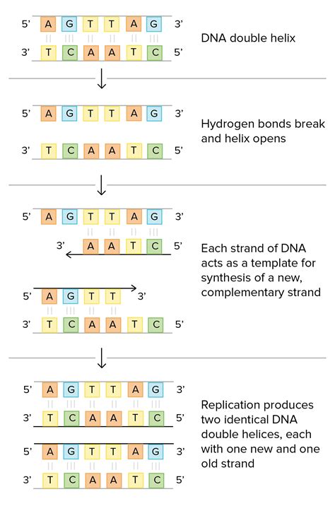 Dna Structure And Replication Worksheet – Zip Worksheet