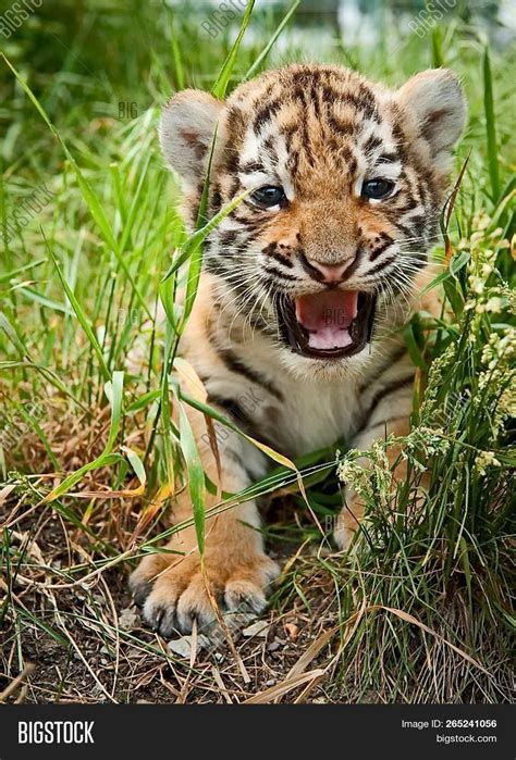 Cute Siberian Tiger Cubs