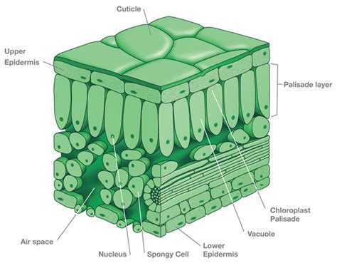 Leaf Cross Section Diagrams To Label