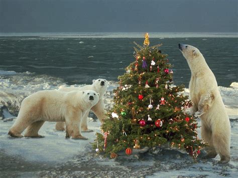 Polar Bear Christmas Wallpapers - Top Free Polar Bear Christmas ...