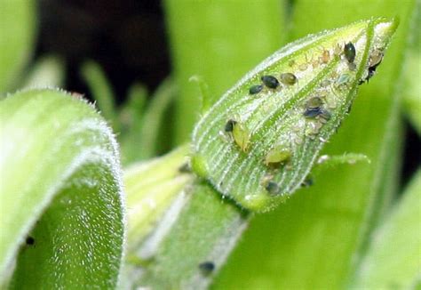 Aphid Control | Preventing and Getting Rid of Aphids - New England