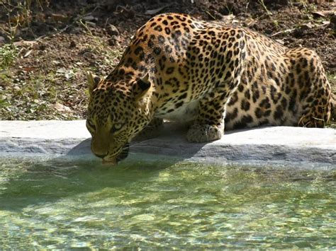 How leopards lost their spot: 75% of natural habitat vanished | Latest ...