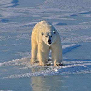 Polar Bear Conservation - Animal Facts and Information