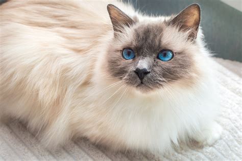 Birman Cat Breed: This Sacred White Wonder Descends From Legend