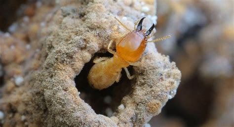 Mound-Building Termite Facts | Insects in Education