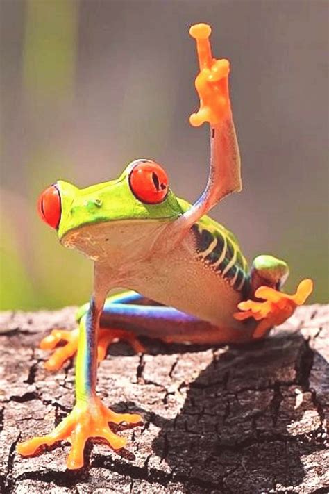 Redeyed tree frog via PositivityToolbox | Tree frogs, Funny frogs, Frog