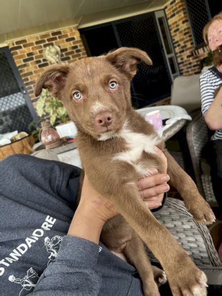 Kelpie pups for sale | Farm Tender