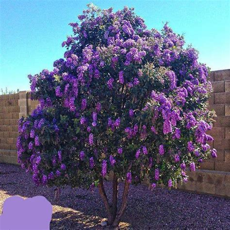 Texas Mount laurel flower trees in 2021 | Landscaping trees, Desert ...